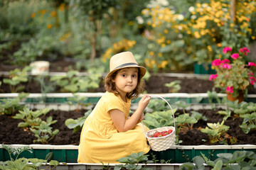 little cute kid girl picking fresh ripe strawberry in white backet on fruit farm field or garden.