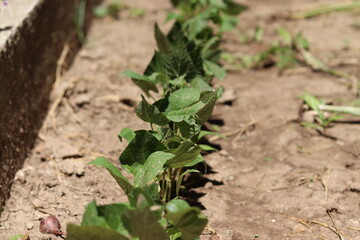 Row of recently grown beans plant in small urban garden
