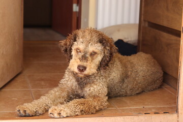 lagotto romagnolo resting while lying on the home entrance