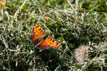 Eastern Comma butterfly on the grass in New York