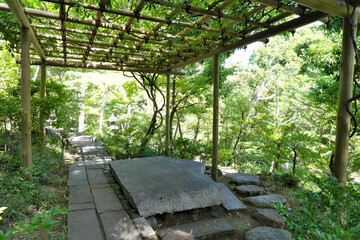 日本庭園の藤棚
