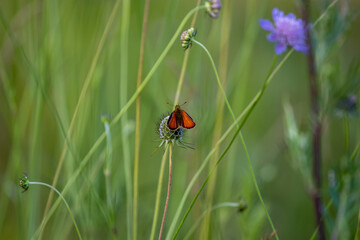 Schmetterling auf einer Pflanze