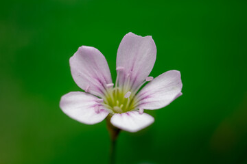 Fototapeta premium rosa Blüte vor grünem Hintergrung
