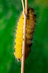 gelbe Raupe vor grünem Hintergrund