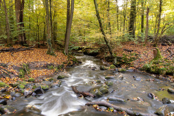 river in autumn forest