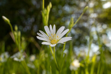 Fr&uuml;hlingsblume auf einer Wiese