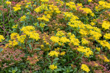 Yellow stonecrop (Sedum spathulifolium) succulent 