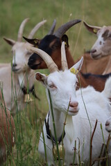 different colored Goats