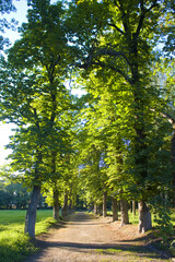 Fototapeta na wymiar Park near Manor of the Lyzohub family in Sedniv, Ukraine