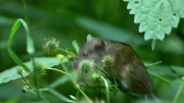 A small striped field mouse sits on a sprout and gnaws at its flower. The rodent spoils the flower.