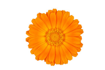 Calendula flower isolated on white background - obrazy, fototapety, plakaty