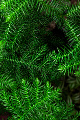 Green Chilean Araucaria or Chilean Spruce plant background.