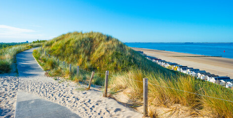 Grüne Grasdünen entlang eines Sandstrandes und ein Meer unter blauem Himmel bei hellem Sonnenlicht im Sommer, Walcheren, Zeeland, Niederlande, Juli 2022