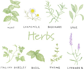 水彩で描いたハーブのイラストセット © エコ
