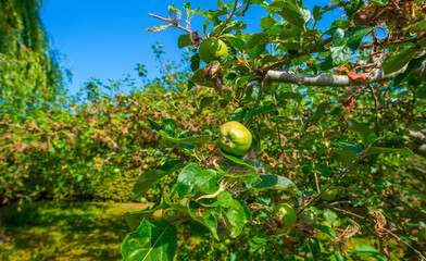 Apple trees in an orchard in a green grassy meadow in bright sunlight in summer, Walcheren, Zeeland, the Netherlands, July, 2022