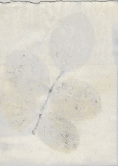 Hand dyed eco print. Rose leaves on watercolour paper. Light grey and yellow. A4 background graphic for print, scrapbook, other design.