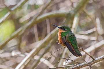 hummingbird in the garden