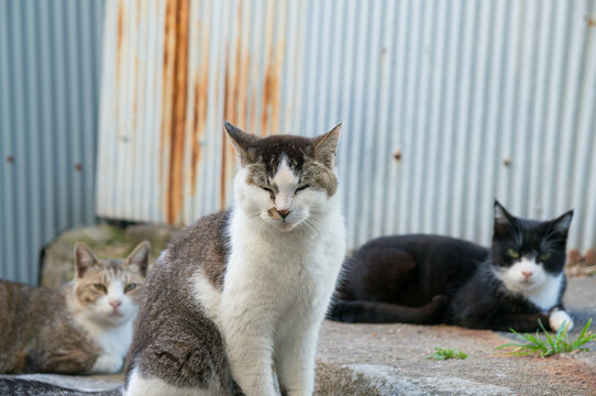 街角の猫」の写真素材 | 512件の無料イラスト画像 | Adobe Stock