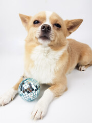 chihuahua of light fawn color on a white background next to a silver mirror Christmas toy