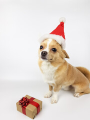 chihuahua light fawn color on a white background Santa Claus hat. next to it lies a Christmas gift wrapped in paper decorated with a red ribbon.