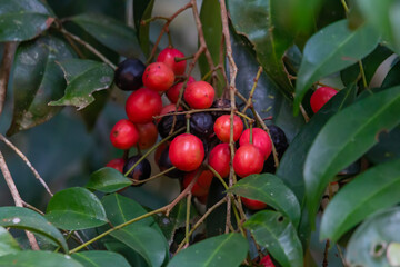 red fruits on a tree