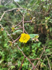 yellow flower on branch