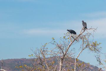 Black Vulture