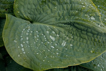 Obraz premium water drops on leaves