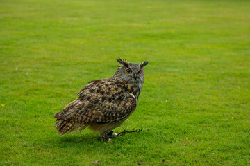 closeup of a European Eagle Owl