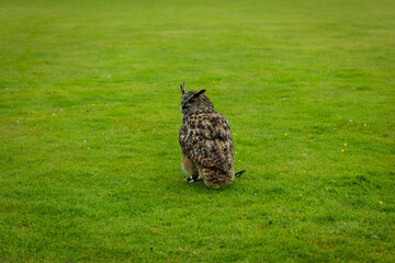 closeup of a European Eagle Owl