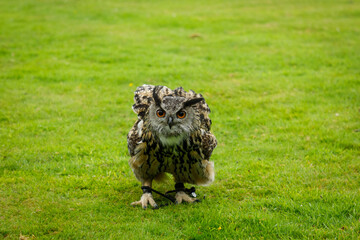 closeup of a European Eagle Owl