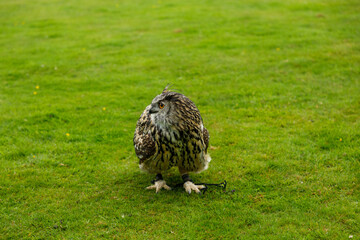 closeup of a European Eagle Owl
