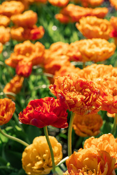 beautiful red and orange double tulip flowers in garden