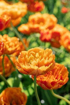 beautiful red and orange double tulip flowers in garden