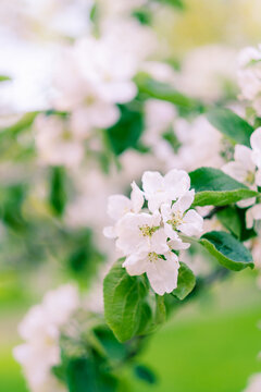 beautiful white apple blossom in garden