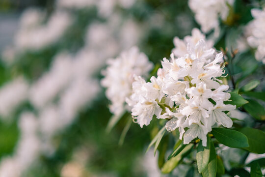 beautiful white rhododendron blossom in garden
