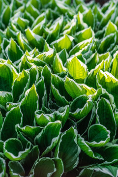 Beautiful Hosta leaves green background