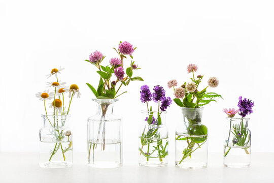 summer wild medical flowers and herbs in glass jars. alternative medicine