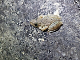 frog on the stone