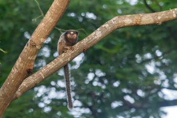 marmoset