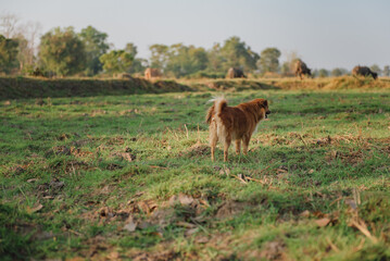 Rear view of dog standing in farm and looking forward in sunny day. nature photo of pets.