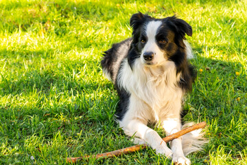 Pet activity. Cute puppy dog border collie lying down on grass chewing on stick. Pet dog with funny...