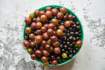 Porzeczka czarna, Ribes nigrum, agrest, Ribes uva-crispa - obrazy, fototapety, plakaty