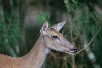 deer in the forest
