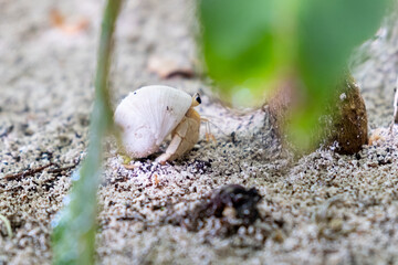 Crab in the Maldives