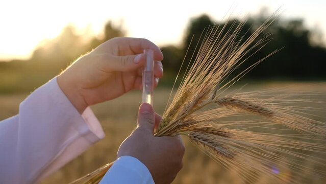 Close up hands of the man scientist environmentalist exploring wheat. He is measuring wheat ear and taking samples of grain