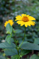 yellow flower in the garden