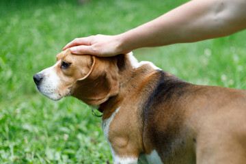 Stroking old dog outdoors, obedient pet.