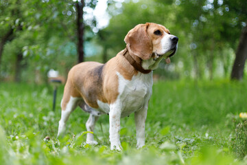 Portrait of an old beagle on a green lawn in the park.
