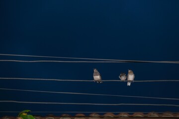 Birds perching on wires at night